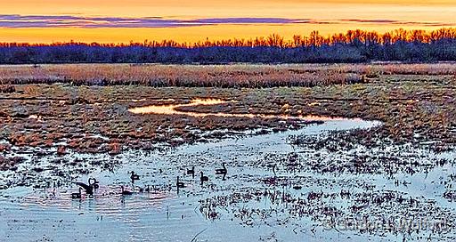 Geese In The Swale At Sunrise_P1230223-5A.jpg - Canada Geese (Branta canadensis) photographed at Smiths Falls, Ontario, Canada.